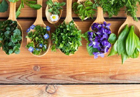Plantes sauvages et fleurs sur des cuillères en bois